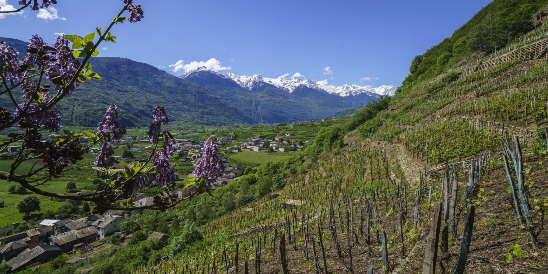 Da Tirano a Bianzone lungo il sentiero del Valtellina Wine Trail