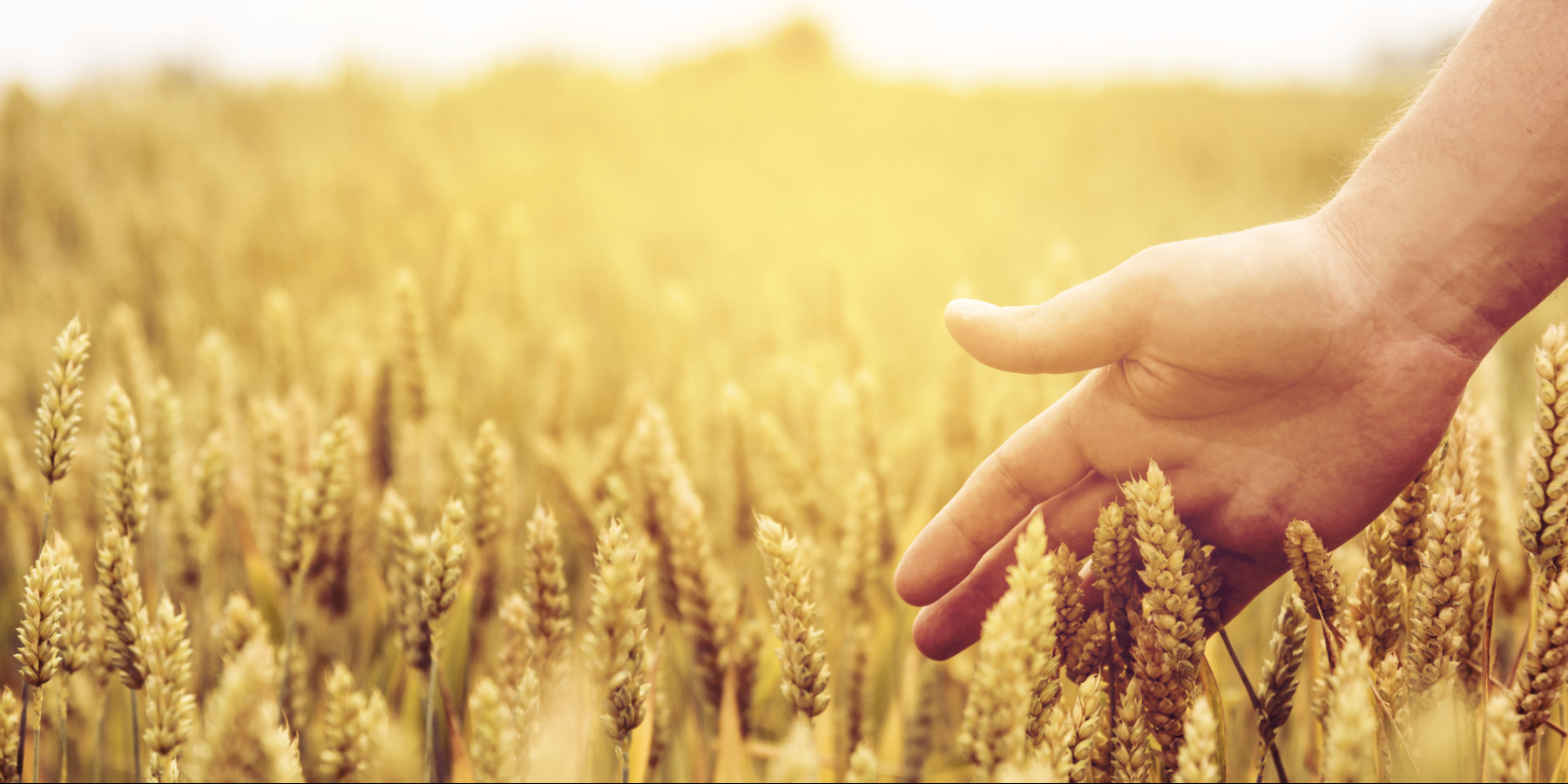 Da dove viene il grano della pasta italiana? La battaglia della qualità