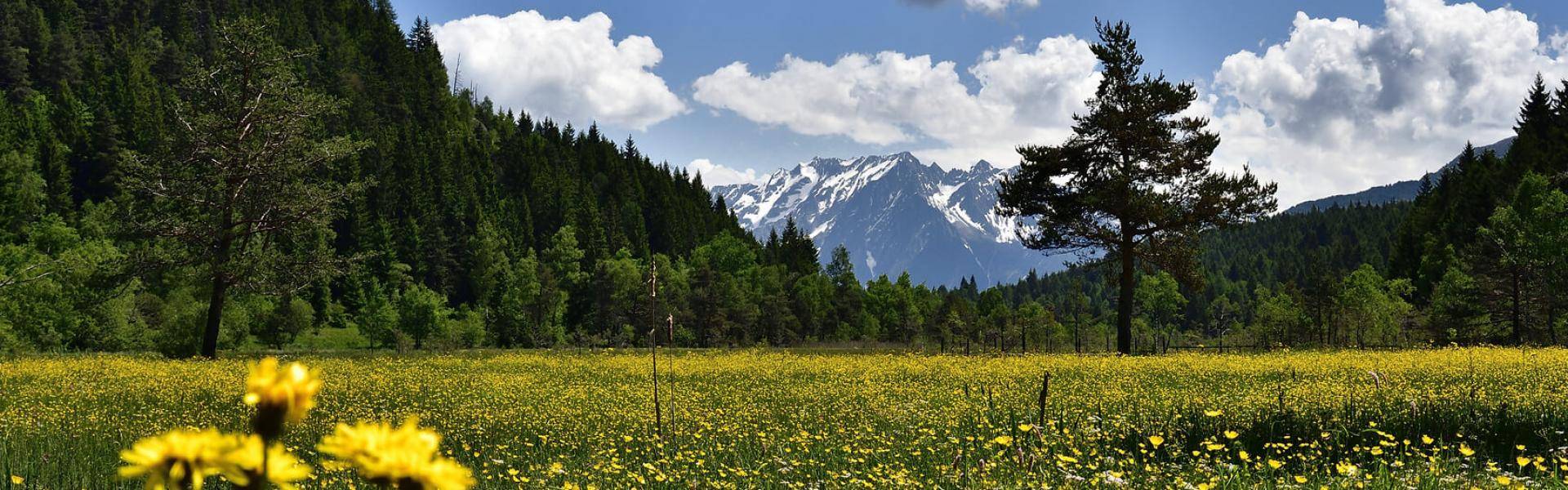 In Pian di Gembro si possono fare piacevoli passeggiate e scoprire specie vegetali rare