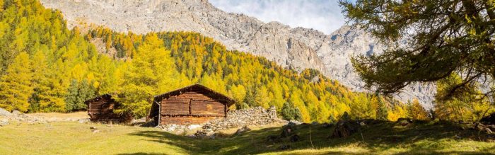 In Val Zebrù si possono ammirare bellezze animali e vegetali