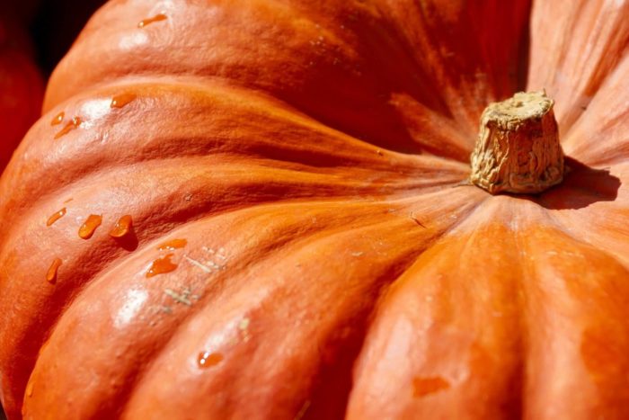 Zucca: ricette e proprietà benefiche