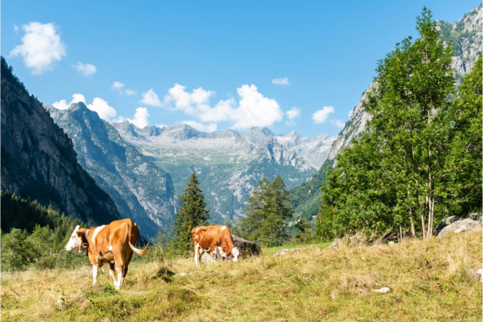 alpi in valtellina con mucche